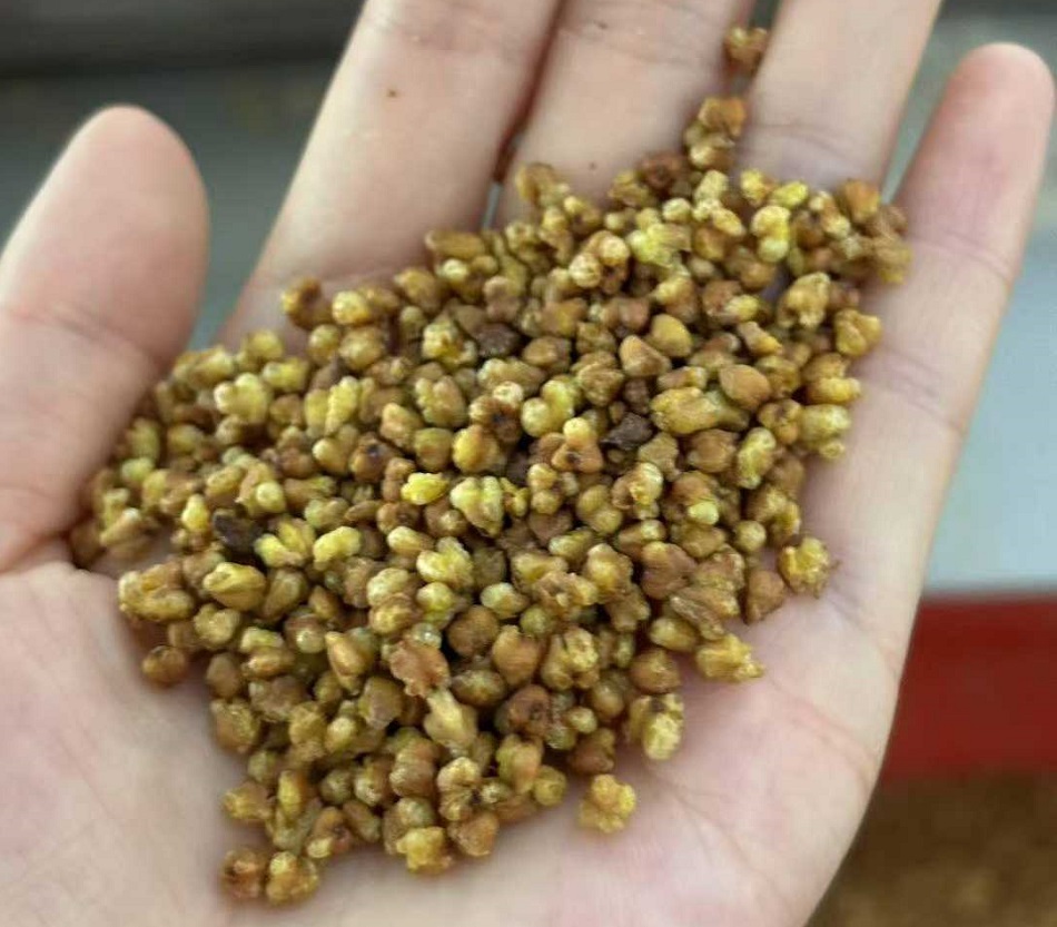 许昌智工炒苦荞设备